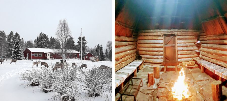 Poroja Visatuvan pihalla. Kota.