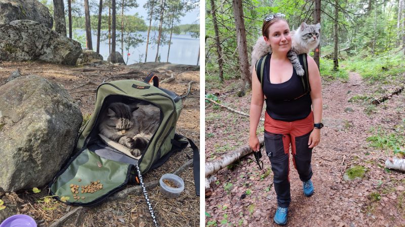 Jeti-kissa kulkee olkapäillä.