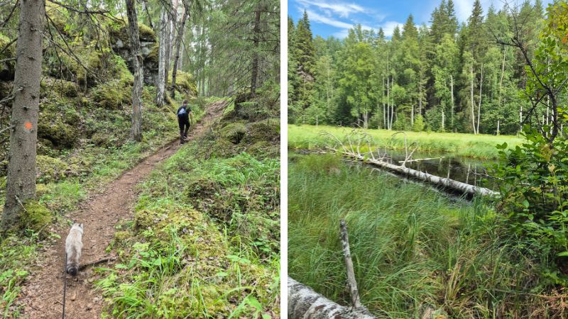 Linnansaaren luontoa