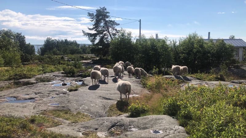 Lampaita Tankarin kallioilla