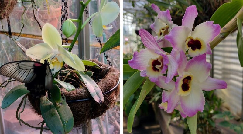 Botanian kukkia ja perhosia