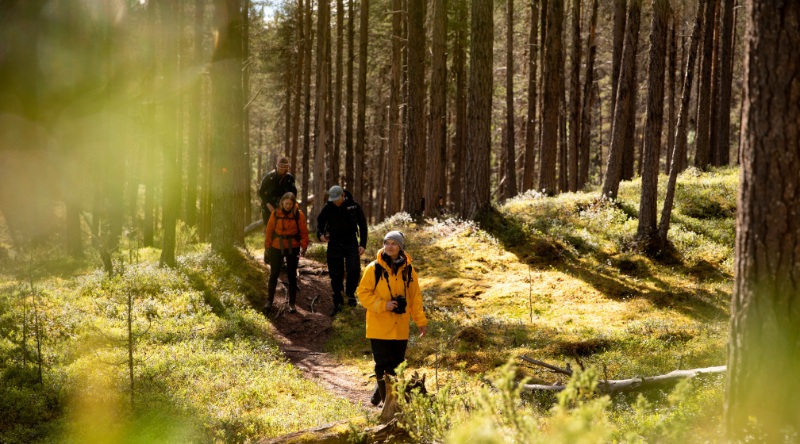 Walking in the forest