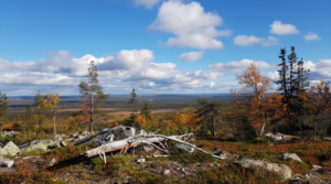 Tunturimaisemaa