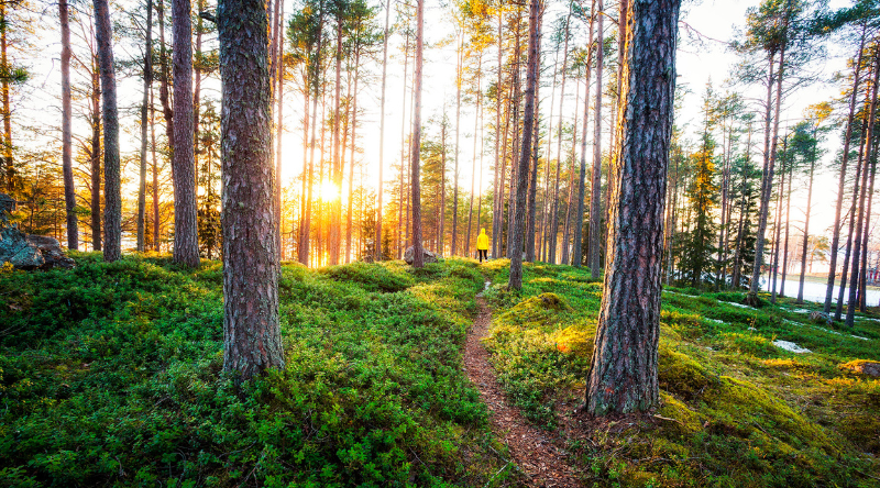 Metsä
