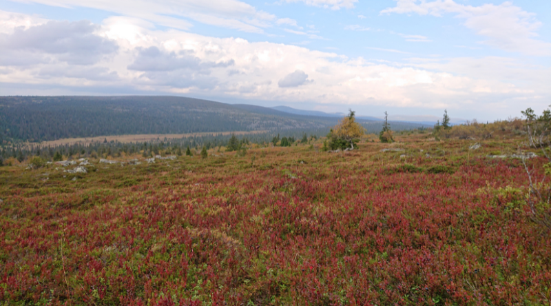 tunturimaisemaa